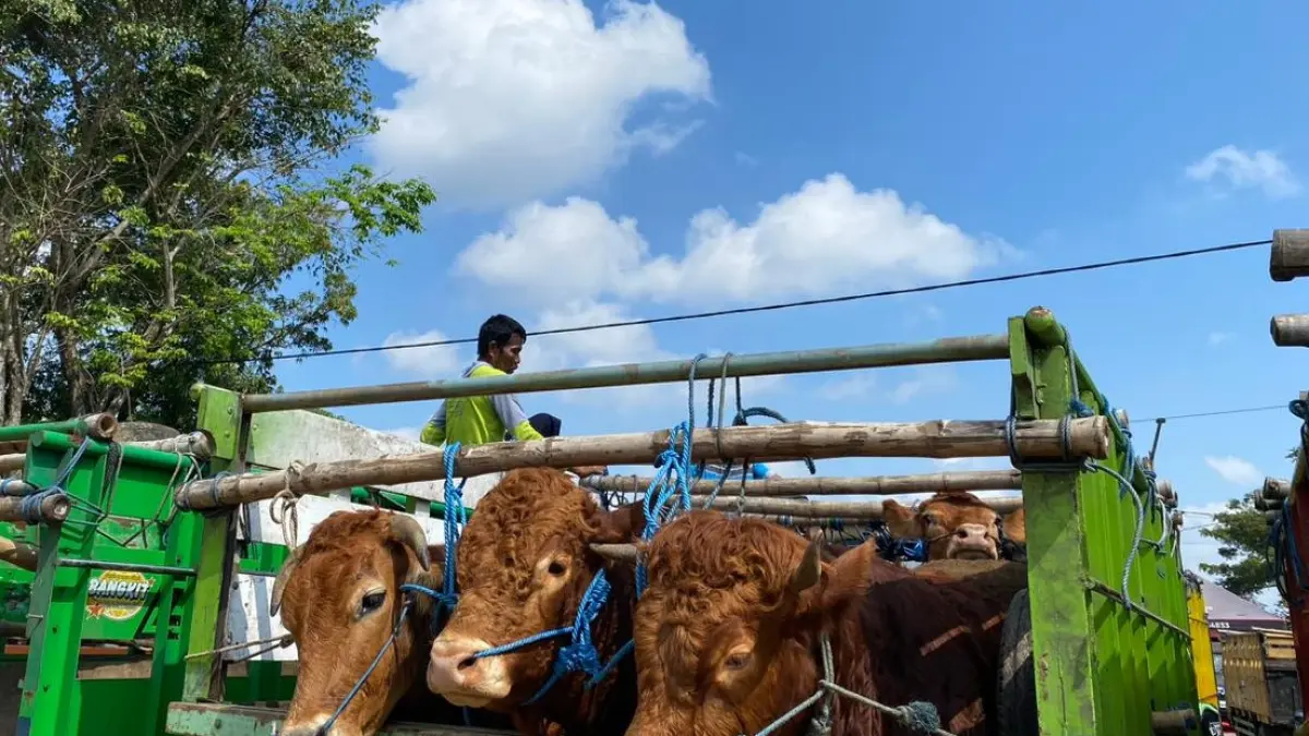 Sapi pedagang siap diperjualbelikan di Pasar Hewan Dimoro Kota Blitar, Selasa (26/5/2026). 