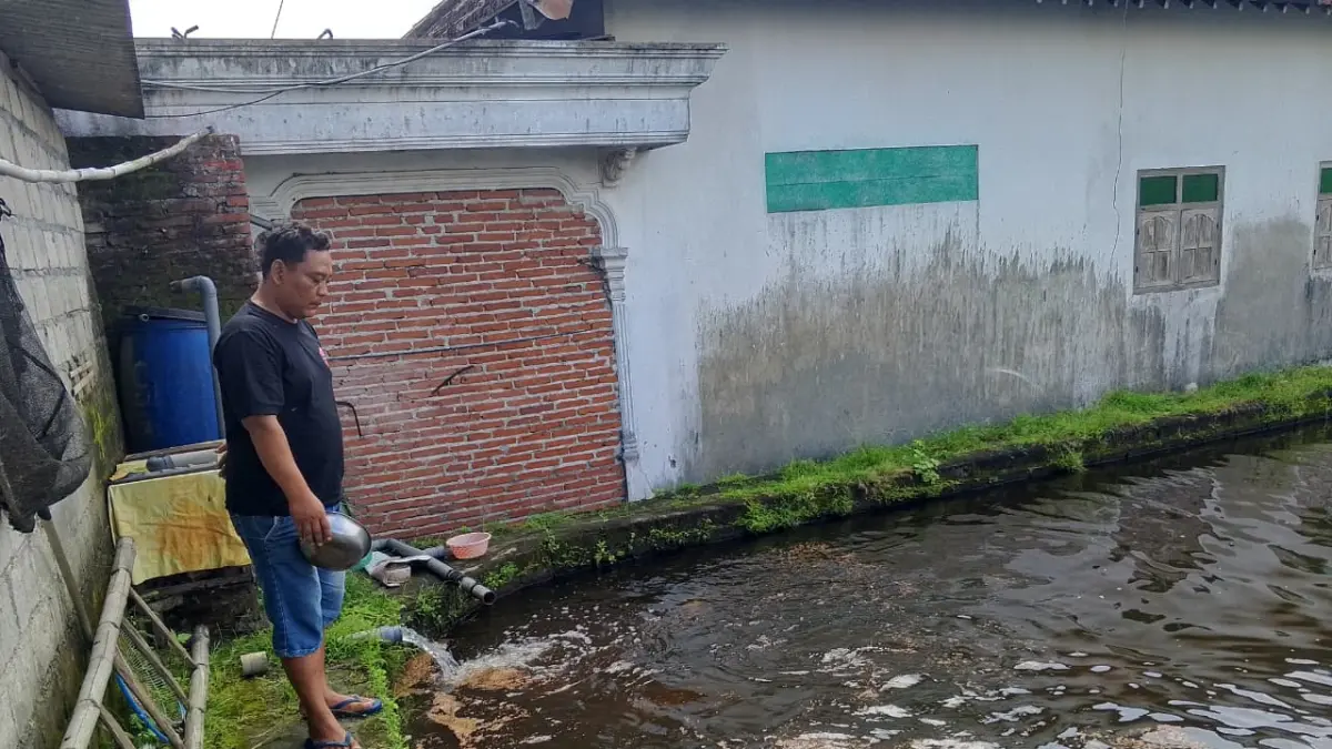 Kisah Nur Atim, Eksportir Koi dari Desa Kebonagung
Pelihara Ribuan Bibit, Sortir Puluhan yang Terbaik  

