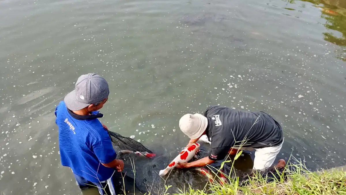 
Cuaca Dingin Ganggu Produktivitas Ikan
Perubahan Suhu Kolam Bisa Perlambat Pertumbuhan
