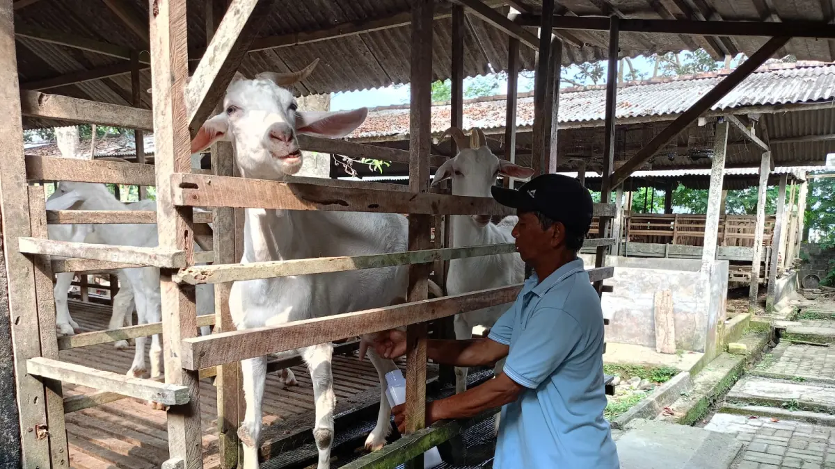 Perjuangan Faidul Mansur, Kembangkan Ternak Kambing hingga Ekspor Susu
Produksi 50 Liter Per Hari, Kotoran Diolah jadi Pupuk Organik
