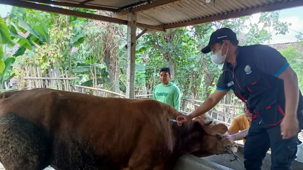 DISNAKKAN KABUPATEN BLITAR UNTUK RADAR BLITAR
GERCEP: Petugas keswan menyuntikkan vaksin kepada sapi milik salah satu peternak di Kabupaten Blitar. 
