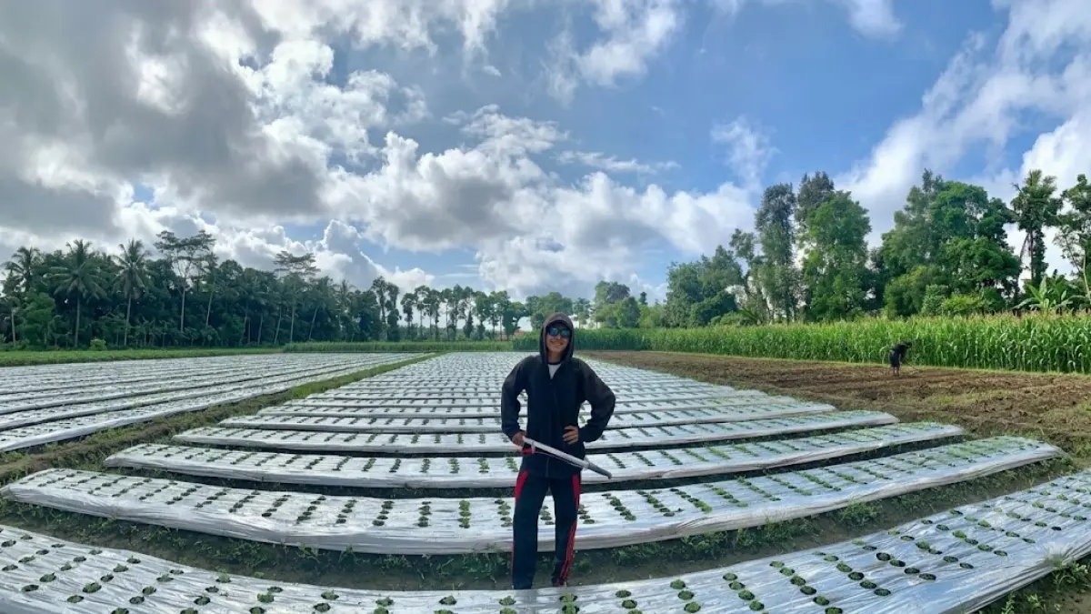 ‎‎ Azis Subasri, dari Buruh Kelapa Menjadi Petani Kemangi 
Tinggalkan Zona Nyaman, Pilih Tekuni Dunia Pertanian