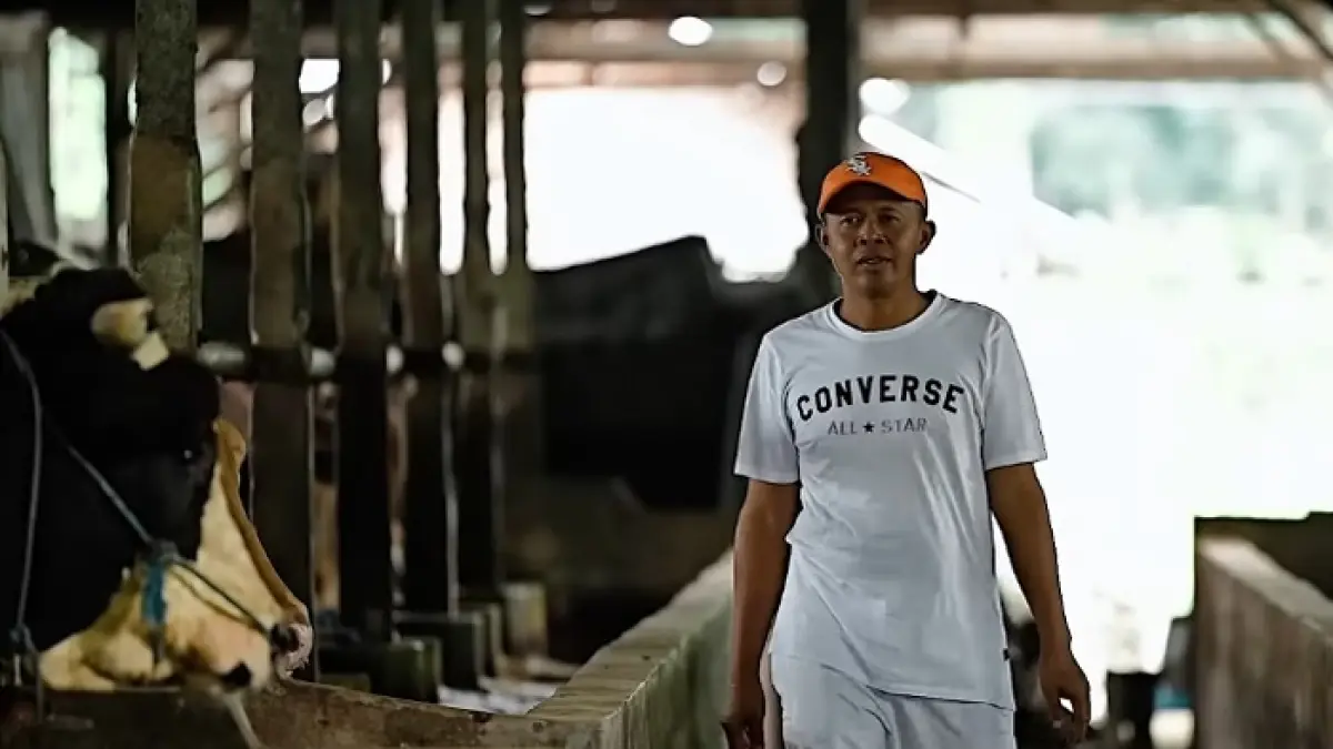 Peternak sapi Blitar membagikan rahasia sukses dari dua ekor sapi hingga ratusan ekor, ternyata bukan modal yang utama. (SC YOUTUBE)