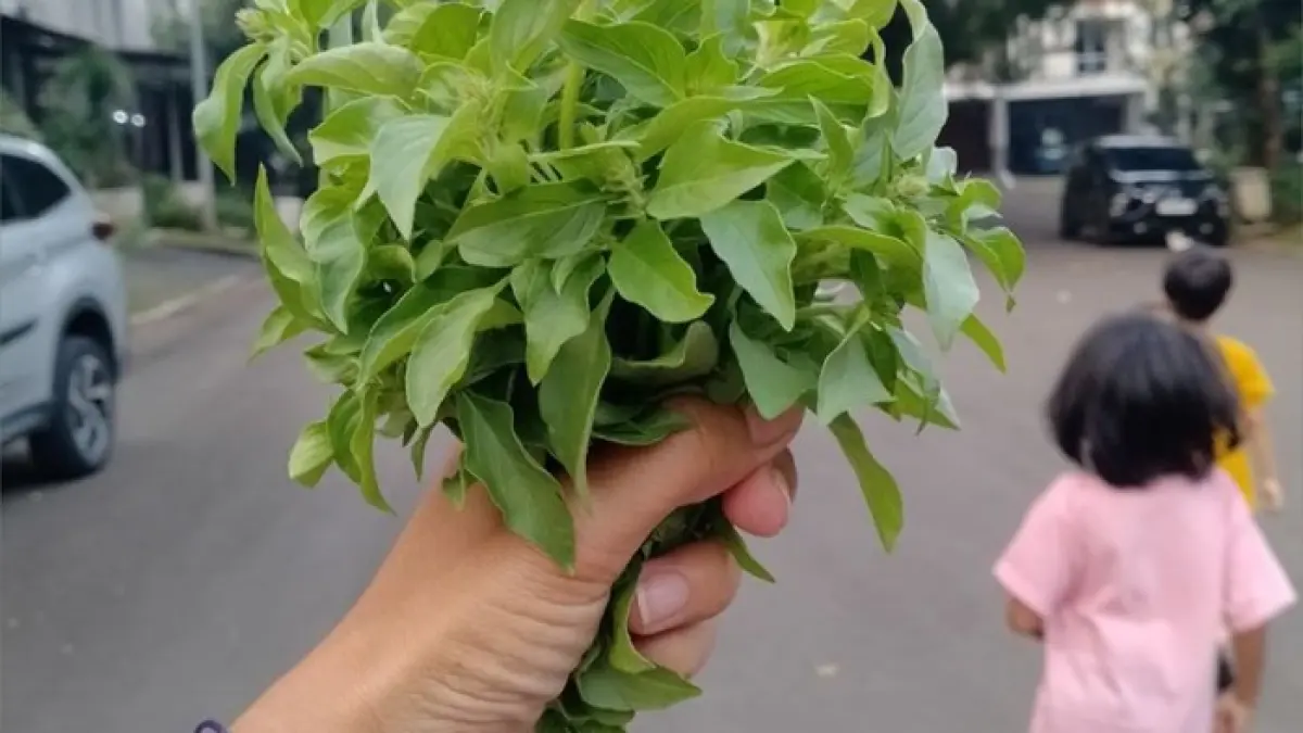 Usaha pertanian kemangi menawarkan panen cepat, pasar stabil, dan potensi cuan harian dari lahan terbatas. (PINTEREST)
