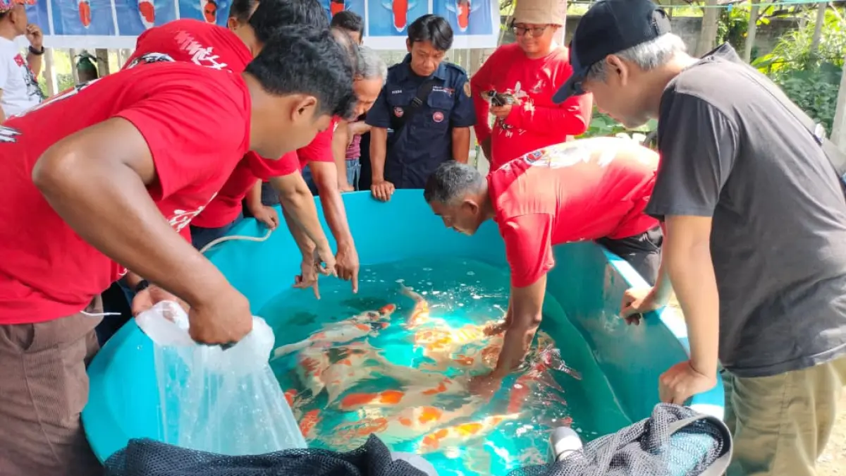 AKHMAD NUR KHOIRI/RADAR BLITAR
ANTISIPASI: Pembudidaya saat menyortir koi untuk memastikan mana ikan sehat dan mana yang tidak. 
