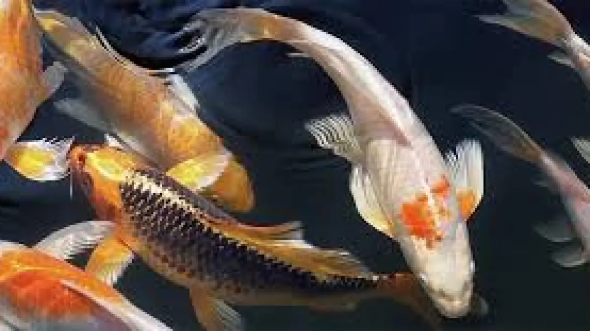 KOI