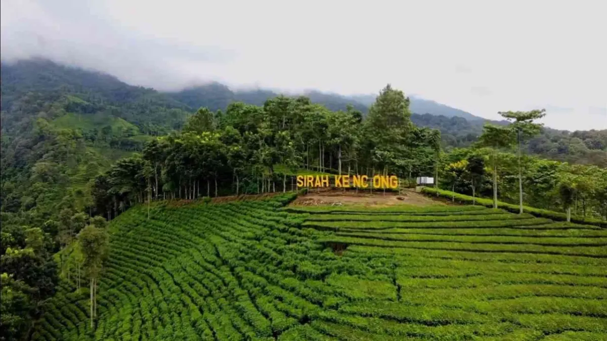 Panorama alam di Wisata Sirah Kencong, Kabupaten Blitar, menawarkan pemandangan kebun teh, udara sejuk, serta beragam aktivitas wisata keluarga.