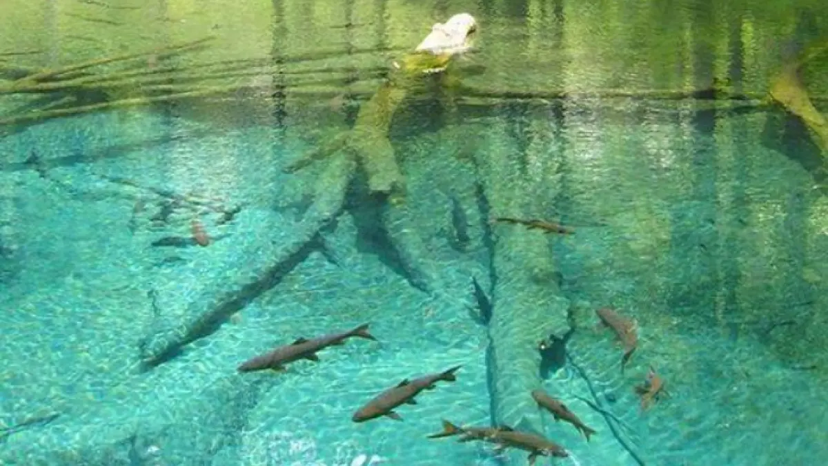 Ikan Sengkaring (Ikan Dewa)