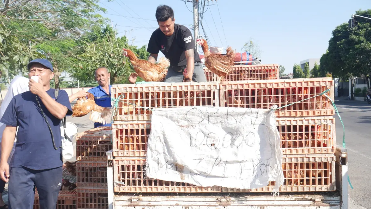 Kurangi Beban Produksi, Obral Ayam Afkir