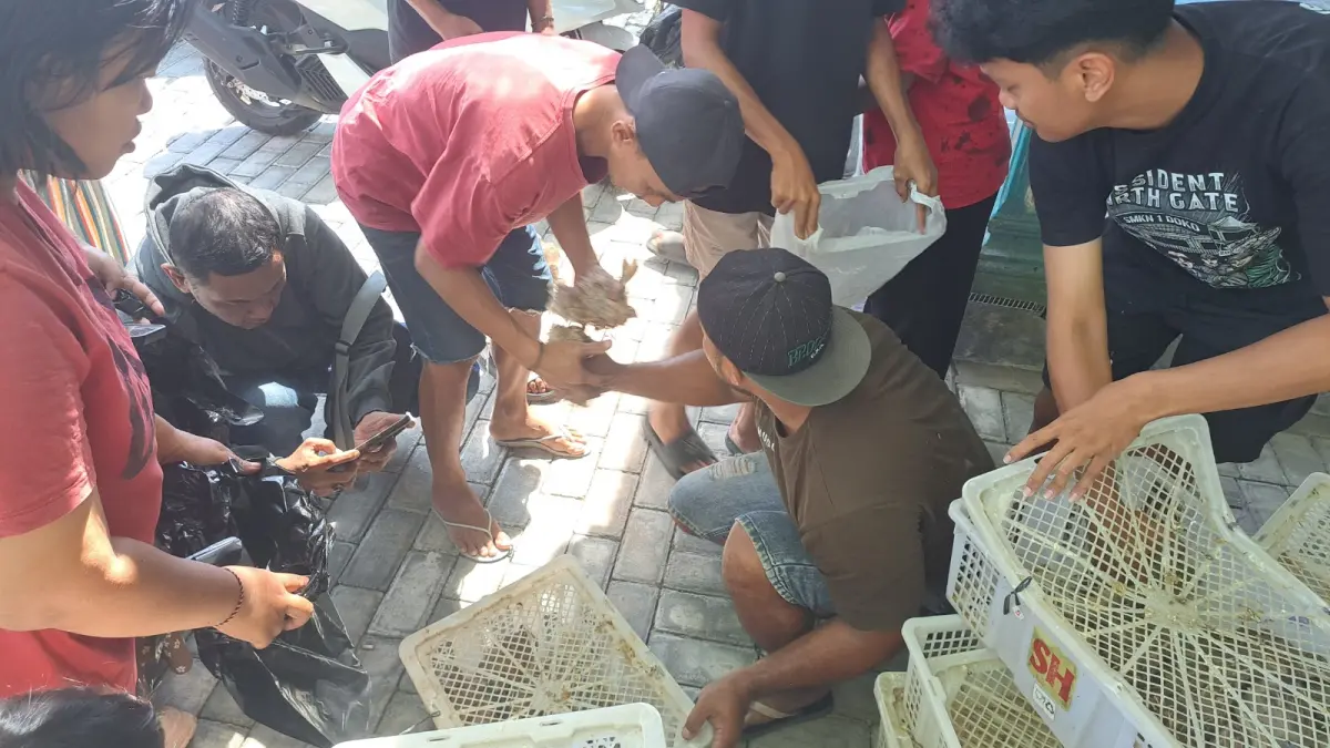 MUMPUNG GRATIS: Warga berebut mendapatkan puyuh yang dibagikan secara cuma-cuma di Kecamatan Selopuro, kemarin (1/7). 