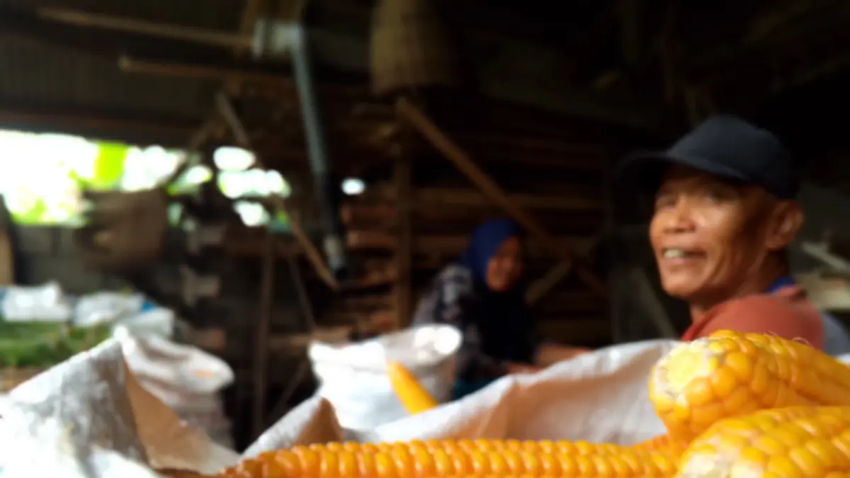 DIBUTUHKAN PETERNAK: Pemerintah menggelontor jagung SPHP untuk memenuhi kebutuhan pakan ayam petelur, salah satunya di Blitar.