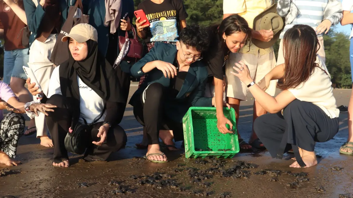 Sebanyak 262 tukik penyu lekang dilepasliarkan di Pantai Serang, Kabupaten Blitar. Pelepasliaran menjadi bagian dari edukasi konservasi sekaligus daya tarik wisata berbasis lingkungan.