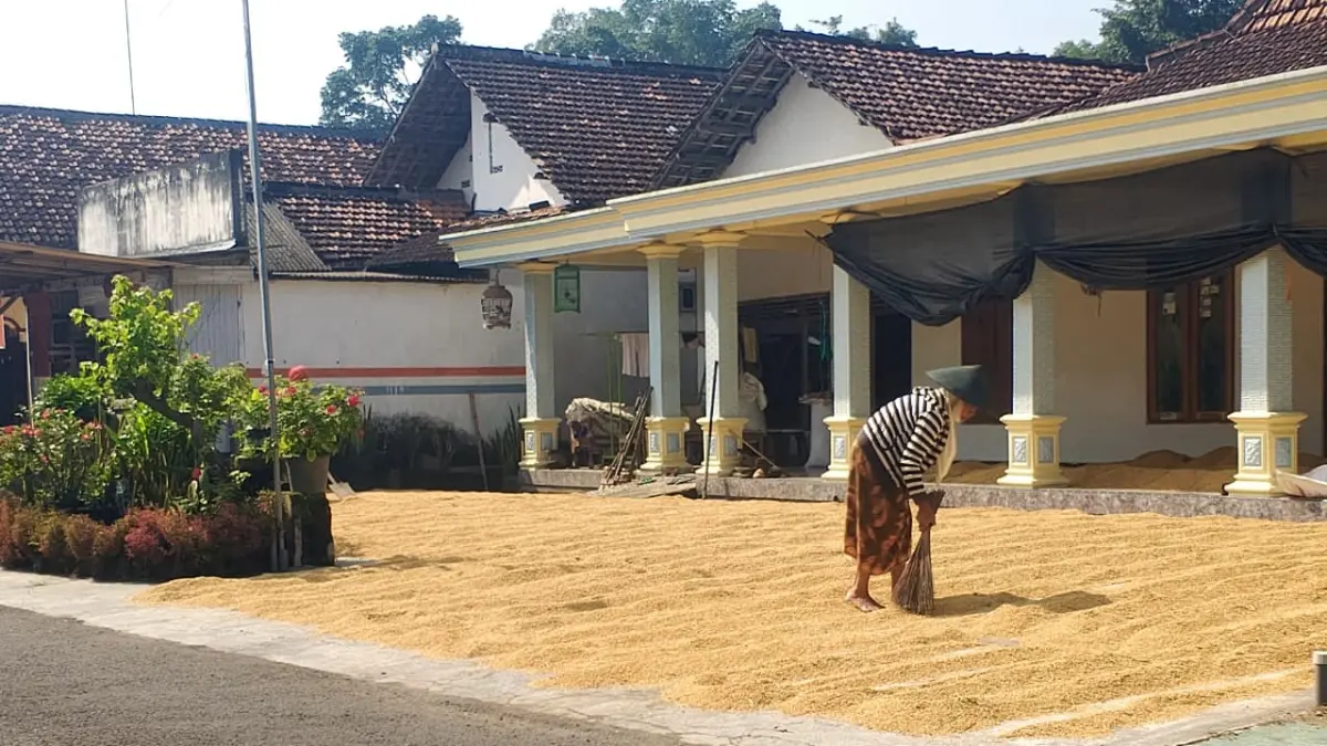 Warga menjemur gabah yang baru dipanen sebelumnantinya digiling menjadi beras konsumsi