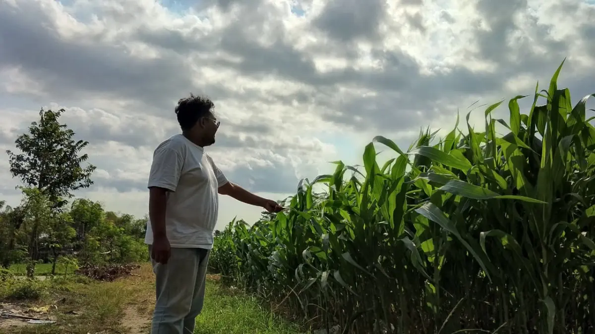 PRODUKTIF: Petani menunjukkan lahannya yang ditanami jagung. 