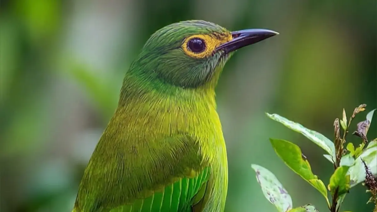 Baru mau pelihara burung kicau? Ini rekomendasi burung kicau untuk pemula yang murah, tahan banting, dan mudah dirawat harian tanpa ribet. (PINTEREST)