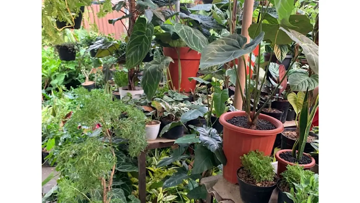 Bisnis bonsai Ale Garden berawal dari hobi dan berkembang hingga meraih omzet Rp30-40 juta per bulan dengan penjualan ke berbagai daerah.(pinterest)