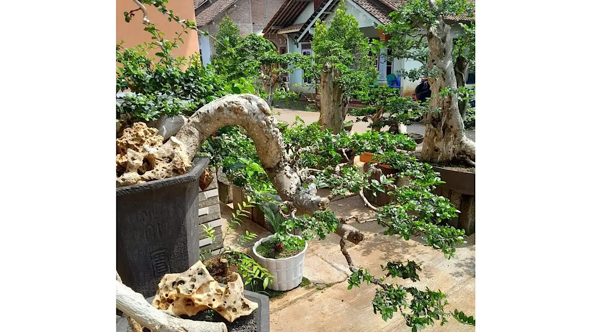 Bonsai serut di Pameran Nasional Jember 2024 mencuri perhatian lewat koleksi kelas prospek hingga Madya dengan karakter batang dan akar yang memukau.(pinterest)