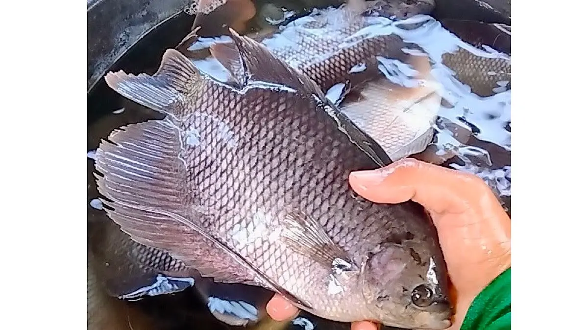 Budidaya ikan gurami organik di Bantul menerapkan sistem hemat air tanpa ganti air hingga setahun dengan pakan alami dan tanpa obat kimia.(pinterest)