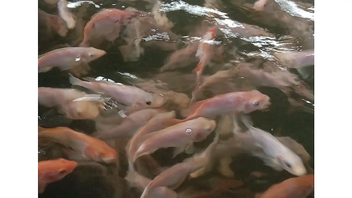 Budidaya ikan nila sistem bioflok di Magelang mampu menghemat pakan hingga 30 persen, mempercepat panen, dan menghasilkan ikan berkualitas.(pinterest)