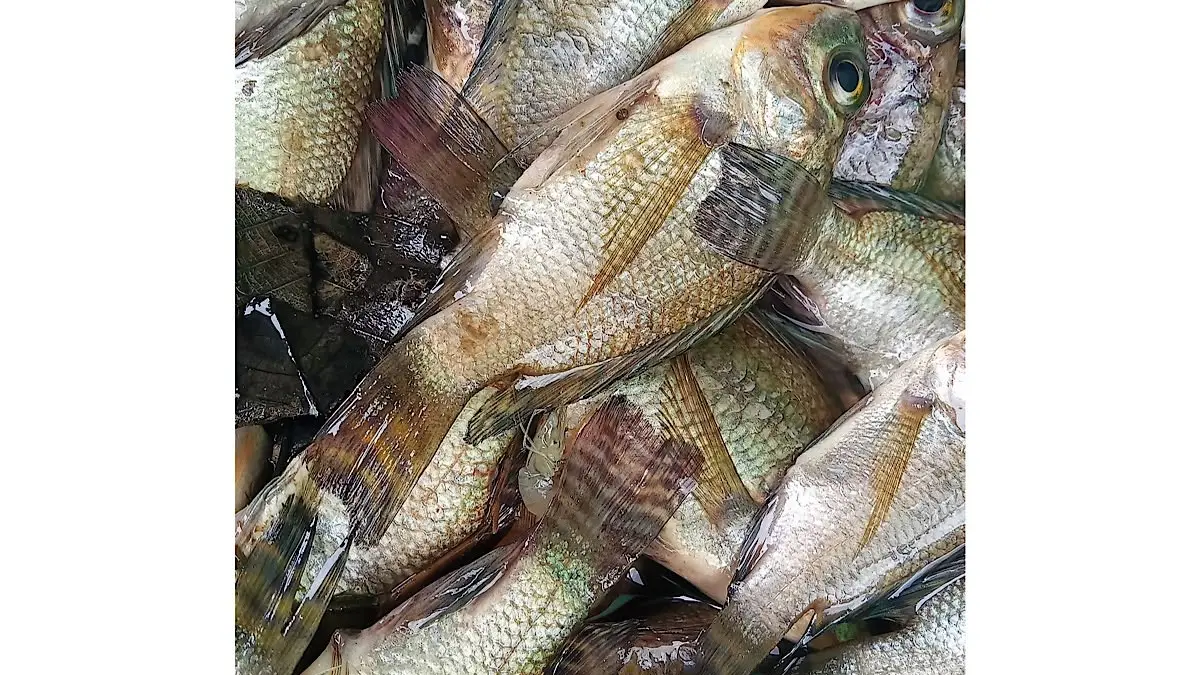 Budidaya ikan nila tanpa ganti air menjadi solusi hemat air dengan memanfaatkan aerator, probiotik, dan tanaman air untuk menjaga kualitas kolam.(pinterest)