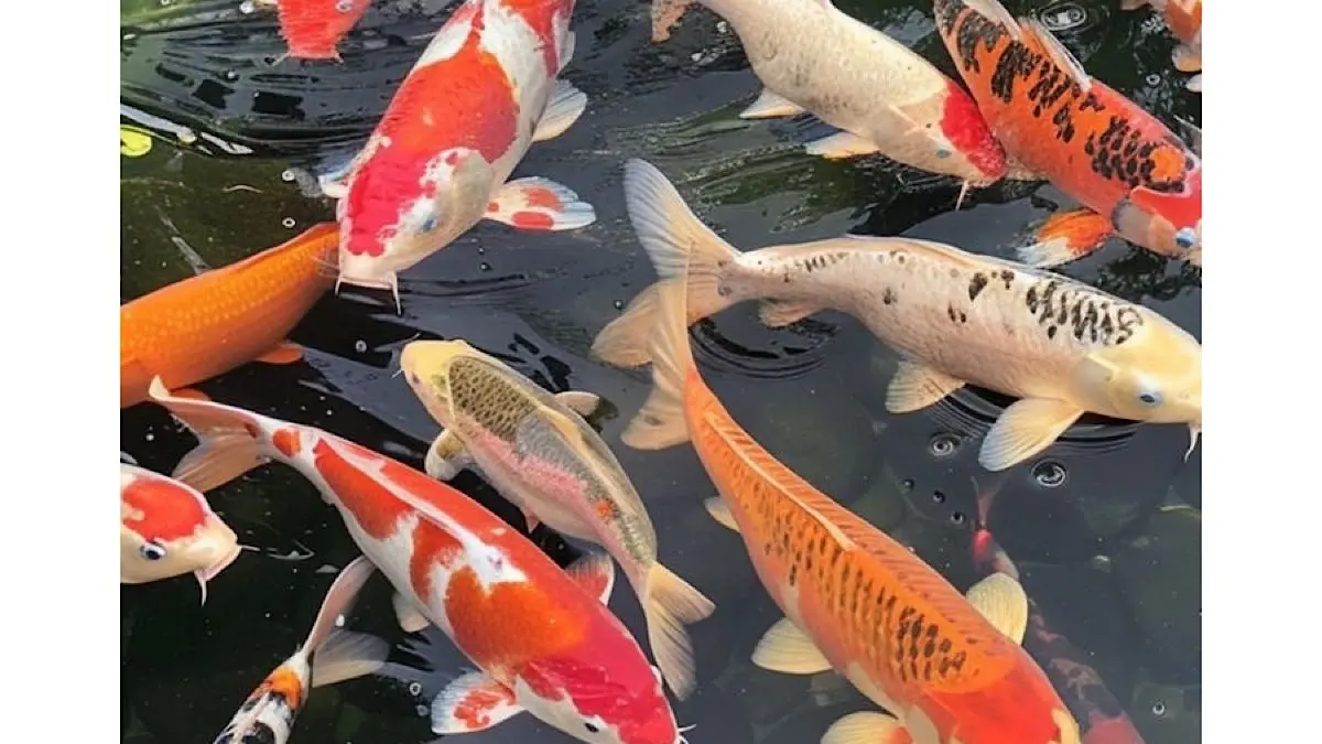 Cara budidaya ikan koi agar cepat besar dimulai dari menjaga kualitas air, memilih pakan yang tepat, hingga penggunaan filter kolam yang benar.(pinterest)