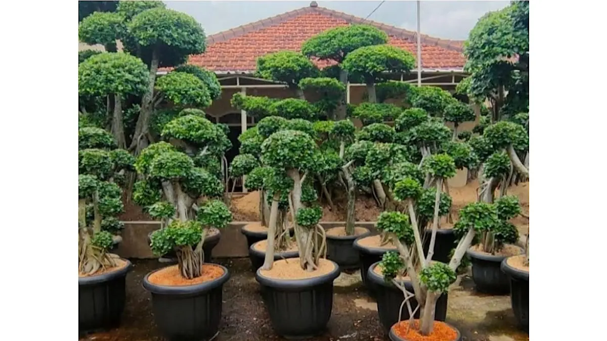 Cara membentuk bonsai beringin dolar untuk pemula mulai dari pindah pot, memangkas akar, wiring batang hingga membentuk mahkota secara bertahap.(pinterest)