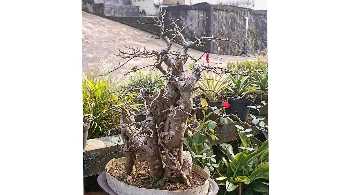 Cara memperkecil daun bonsai serut bisa dilakukan dengan pruning rutin. Simak teknik merapatkan ranting bonsai serut hasil dongkelan.(pinterest)