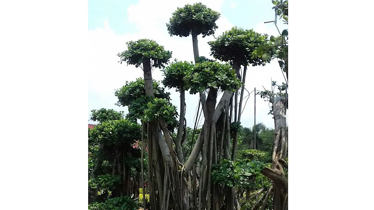 Cara mengambil bahan bonsai beringin lokal tanpa cangkok. Simak tips memilih akar, bonggol, dan tunas agar cepat menjadi bonsai berkarakter.(pinterest)