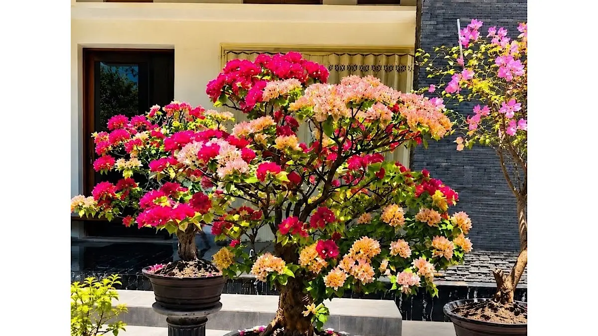 Cara menyuburkan bonsai bugenvil Singapore agar cepat rimbun ternyata membutuhkan pot besar, media tanam tepat, dan teknik pembentukan.(pinterest)
