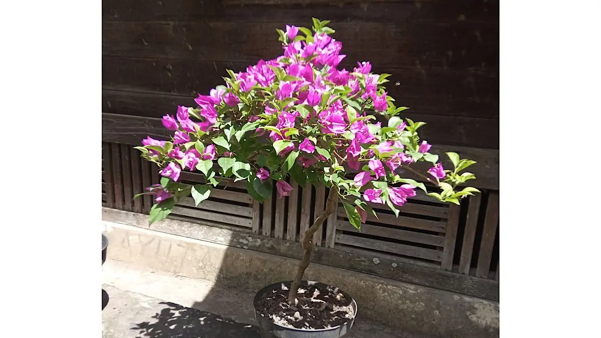Cara merawat bonsai bugenvil Singapore agar rimbun dan berbunga lebat bisa dilakukan dengan media porus, pruning, dan teknik ground.(pinterest)