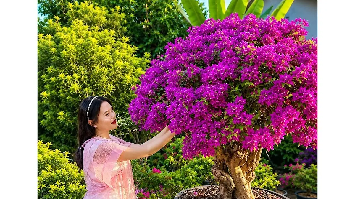 Harga bonsai bugenvil Singapore mencapai Rp17 juta setelah dirawat 6 tahun. Simak proses stek hingga menjadi bonsai bernilai tinggi.(pinterest)