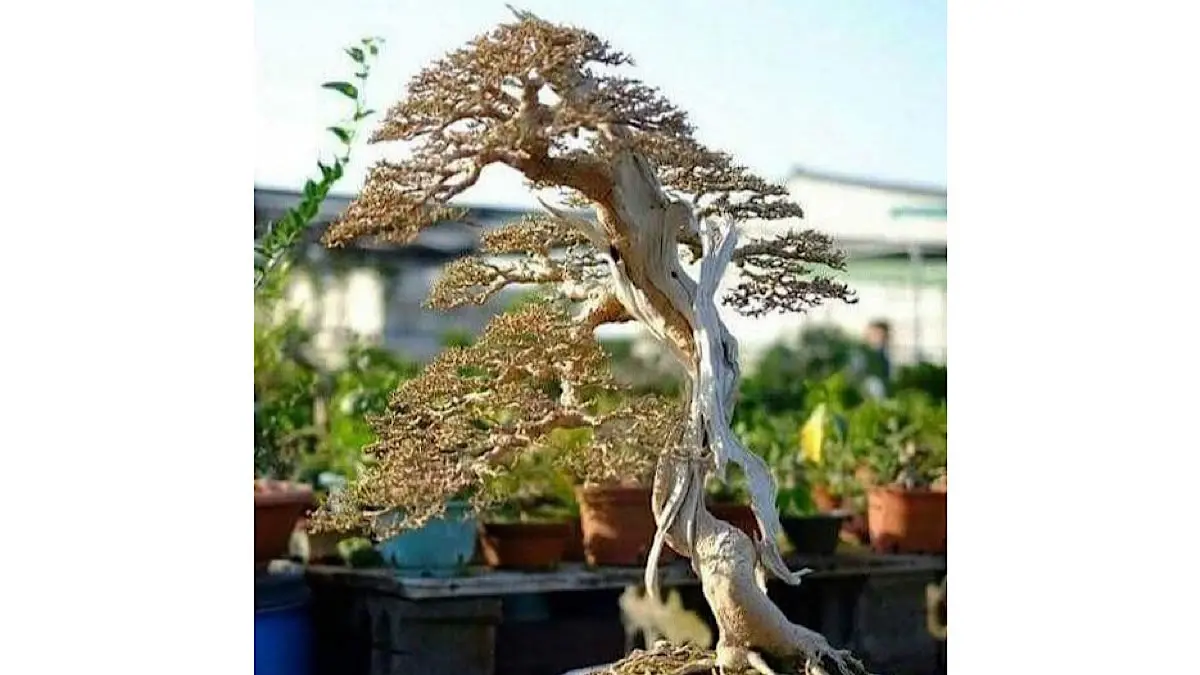 Harga bonsai serut terbaru 2026 mulai Rp1,5 juta hingga Rp50 juta. Simak daftar harga bonsai serut jumbo, santigi, kimeng, asem jawa, dan lainnya.(pinterest)
