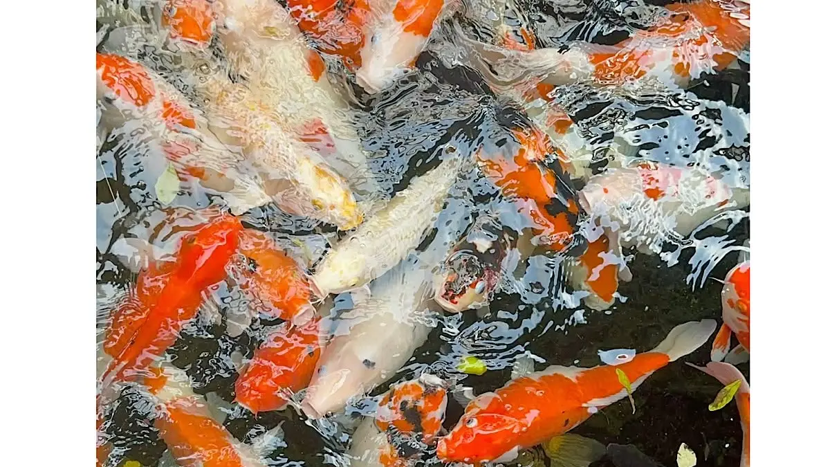 Harga ikan koi bisa mencapai Rp2 juta meski ukurannya kecil. Simak cara membedakan koi murah dan premium berdasarkan pola, warna, dan kualitasnya.(pinterest)