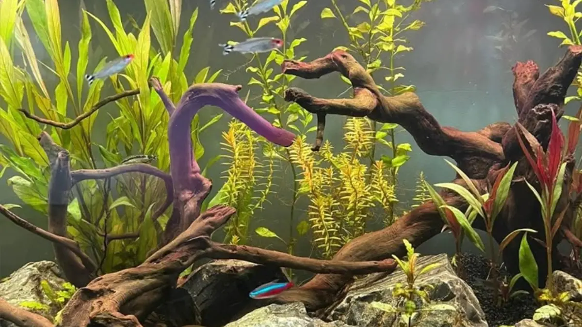 Ingin buat taman bawah air yang indah di rumah? Simak panduan lengkap cara membuat aquascape untuk pemula agar tanaman subur dan ekosistem stabil! (PINTEREST)