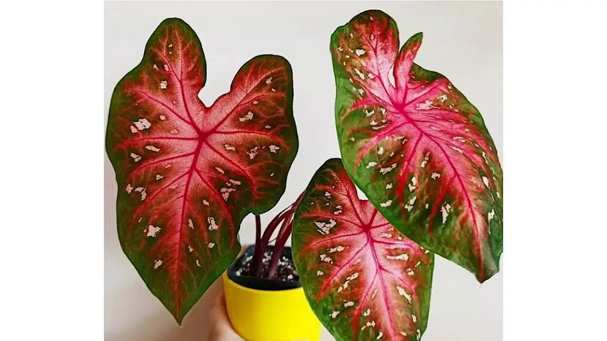 Jenis keladi hias yang cantik mulai Tricolor, Snow White, Pink Love, Mirzani hingga Wayang dipamerkan dalam koleksi tanaman milik penghobi di Kayuagung.(pinterest)