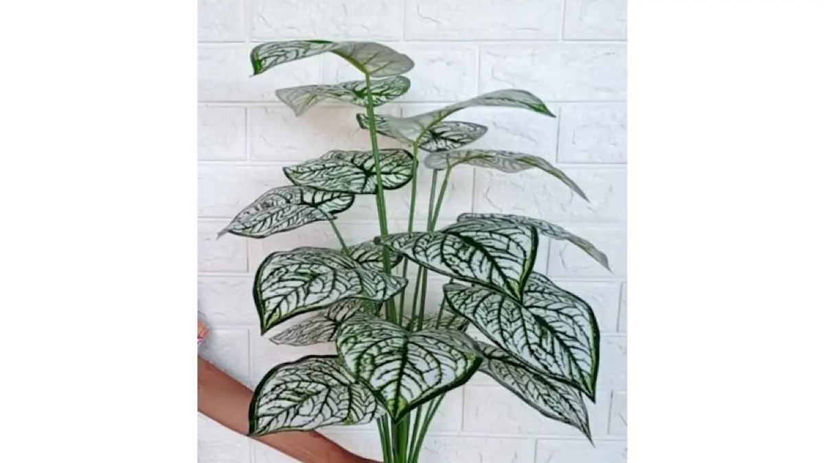 Keladi hias tercantik hadir dengan warna dan corak unik. Simak 10 jenis terbaik beserta kisaran harga terbaru, mulai White Queen hingga Thai Beauty.(pinterest)