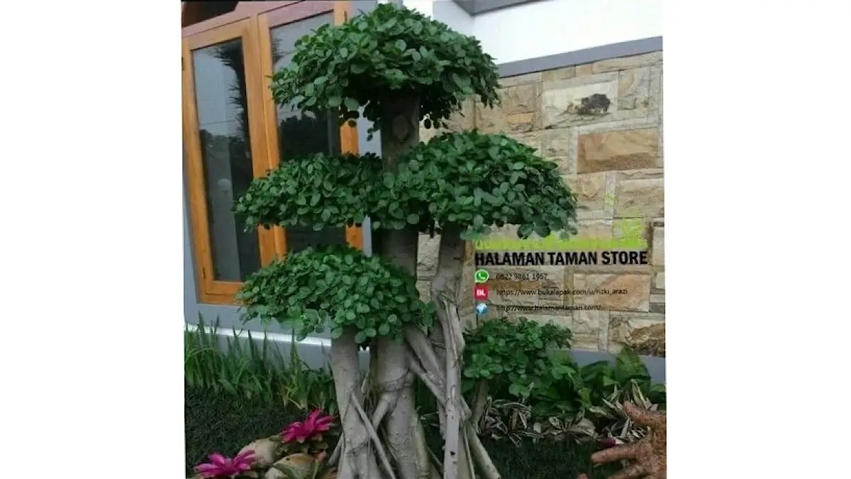 Koleksi bonsai kimeng milik kolektor Gianyar mencuri perhatian dengan karakter tua, batang jumbo, dan perakaran alami yang terbentuk selama lebih dari delapan tahun.(pinterest)