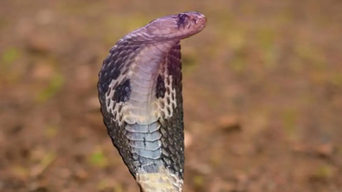 Mau coba hobi memelihara reptil? Simak cara memelihara reptil yang benar untuk pemula agar sehat, aktif, bebas stres, dan berumur panjang di sini! (PINTEREST)