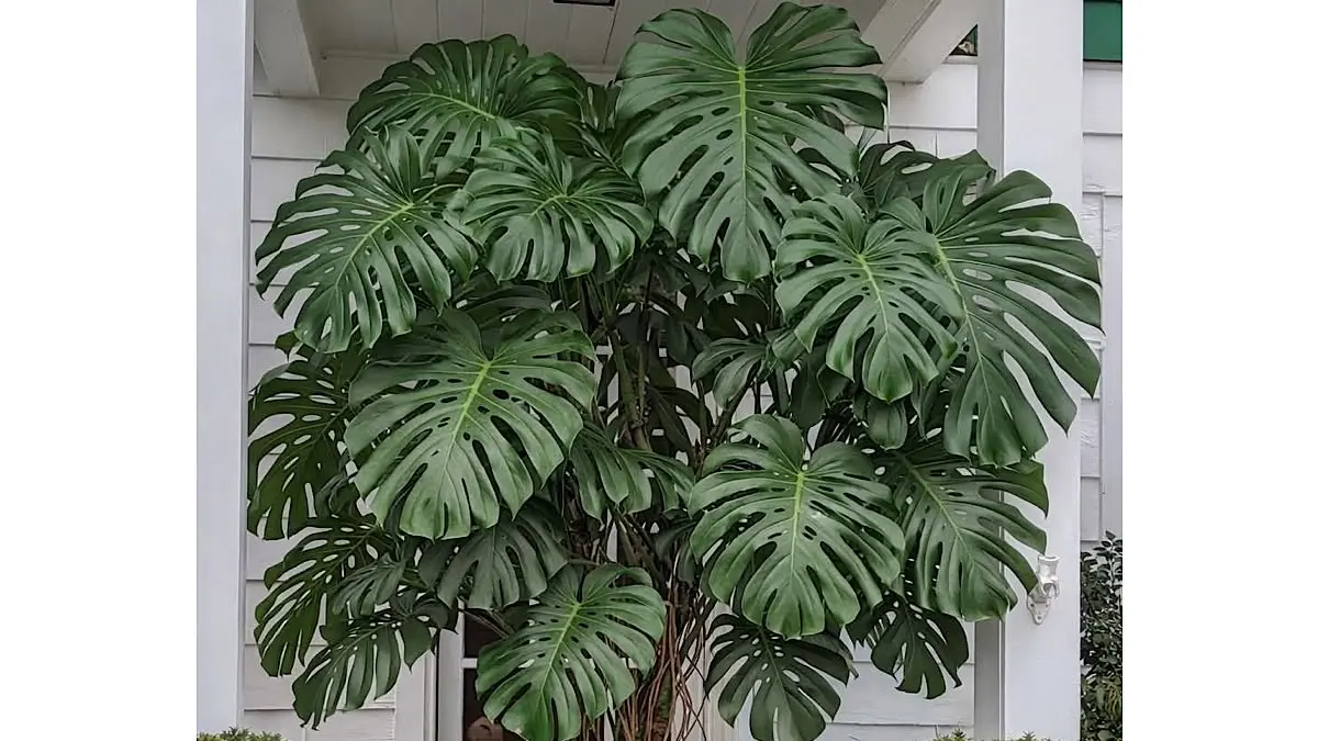 Monstera Variegata murah mulai Rp100 ribu dijual dari Lumajang bersama berbagai tanaman hias variegata seperti Philodendron dan Homalomena.(pinterest)