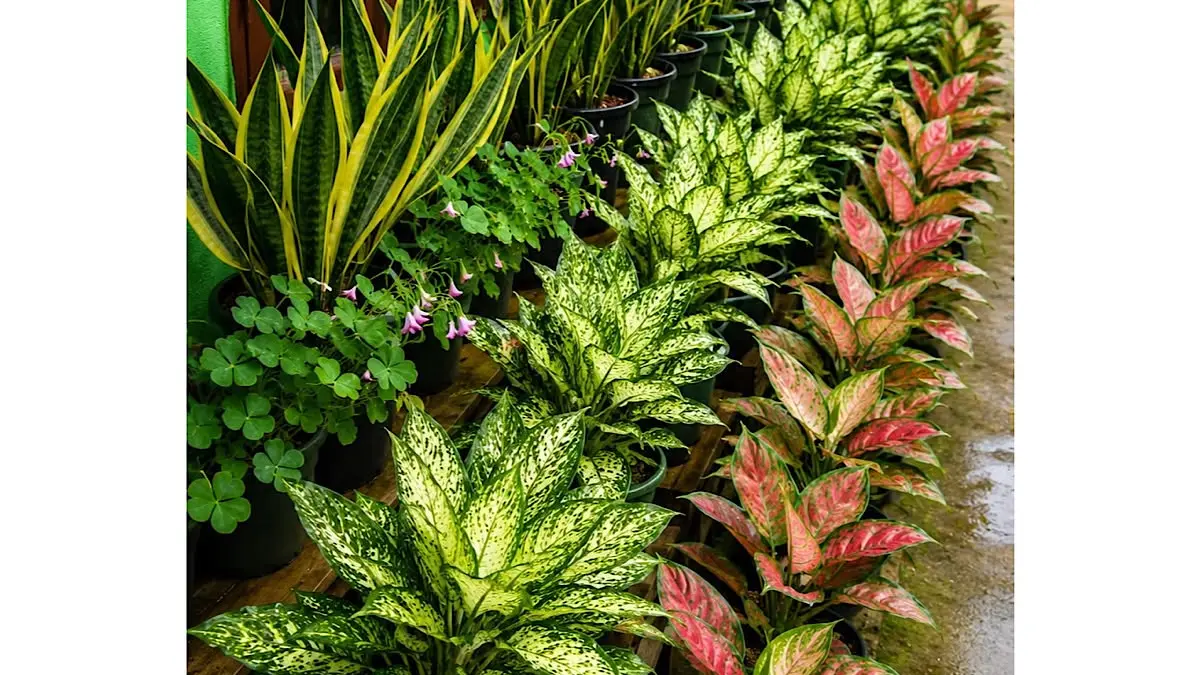 Tanaman hias daun seperti aglaonema, monstera, kalatea, hingga lidah mertua menjadi pilihan populer untuk mempercantik rumah dan ruangan.(pinterest)