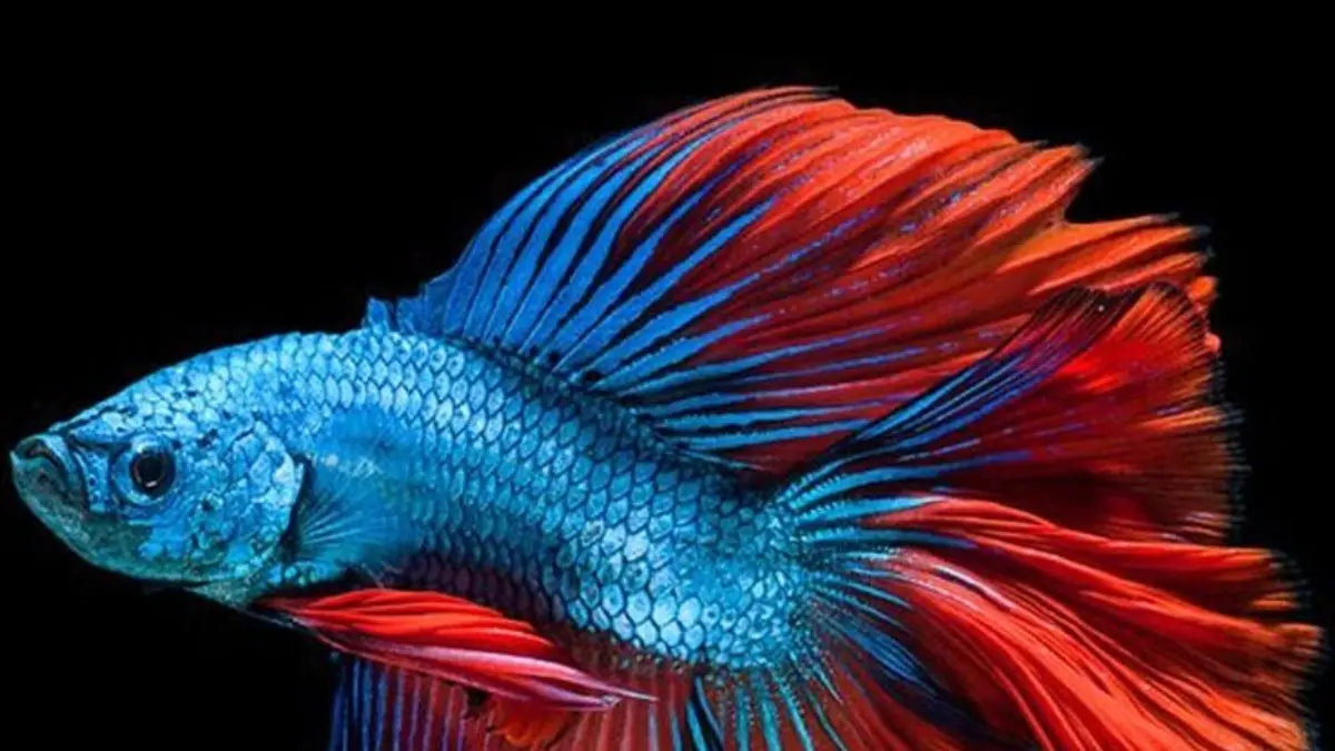 Tertarik memulai hobi memelihara ikan cupang? Ini panduan lengkap cara merawat, jenis populer, dan tips menjaga kualitas air akuarium Anda. (PINTEREST)