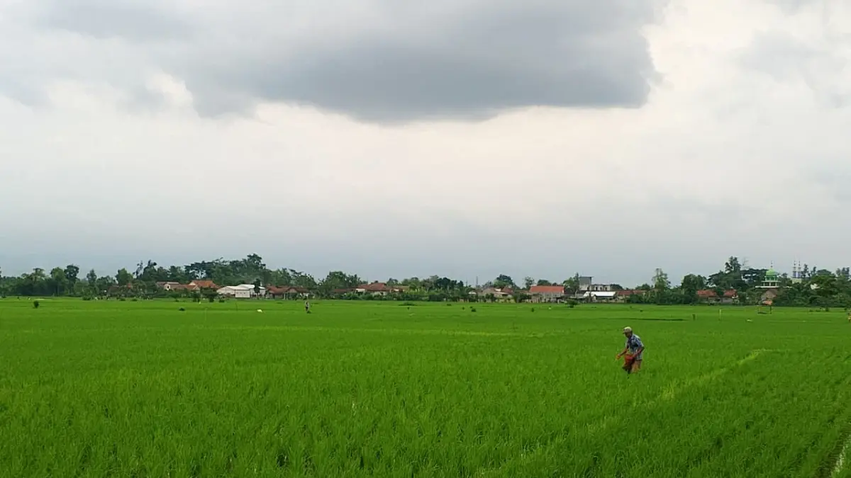 SEKTOR POTENSIAL: Petani memberikan pupuk pada tanaman padinya agar tetap tumbuh dengan optimal. 