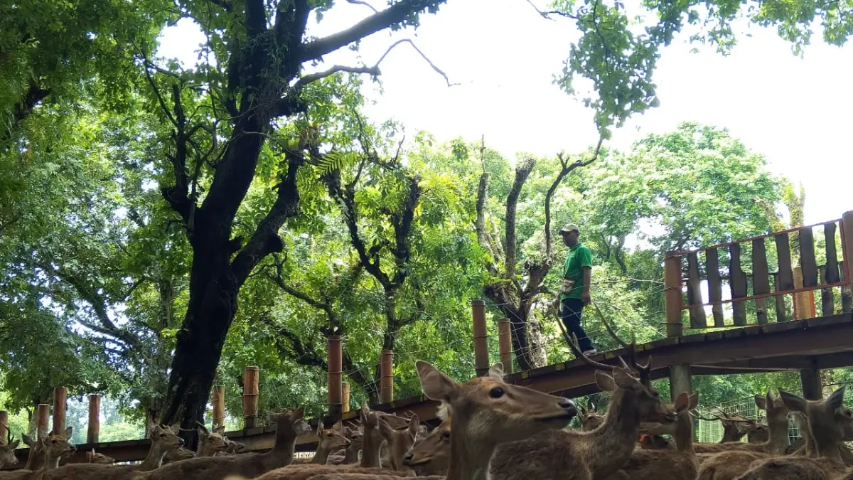 SETIA : Hermanto menjaga rusa rusa di Alas Maliran yang jadi habitat untuk tumbuh dan berkembangbiak