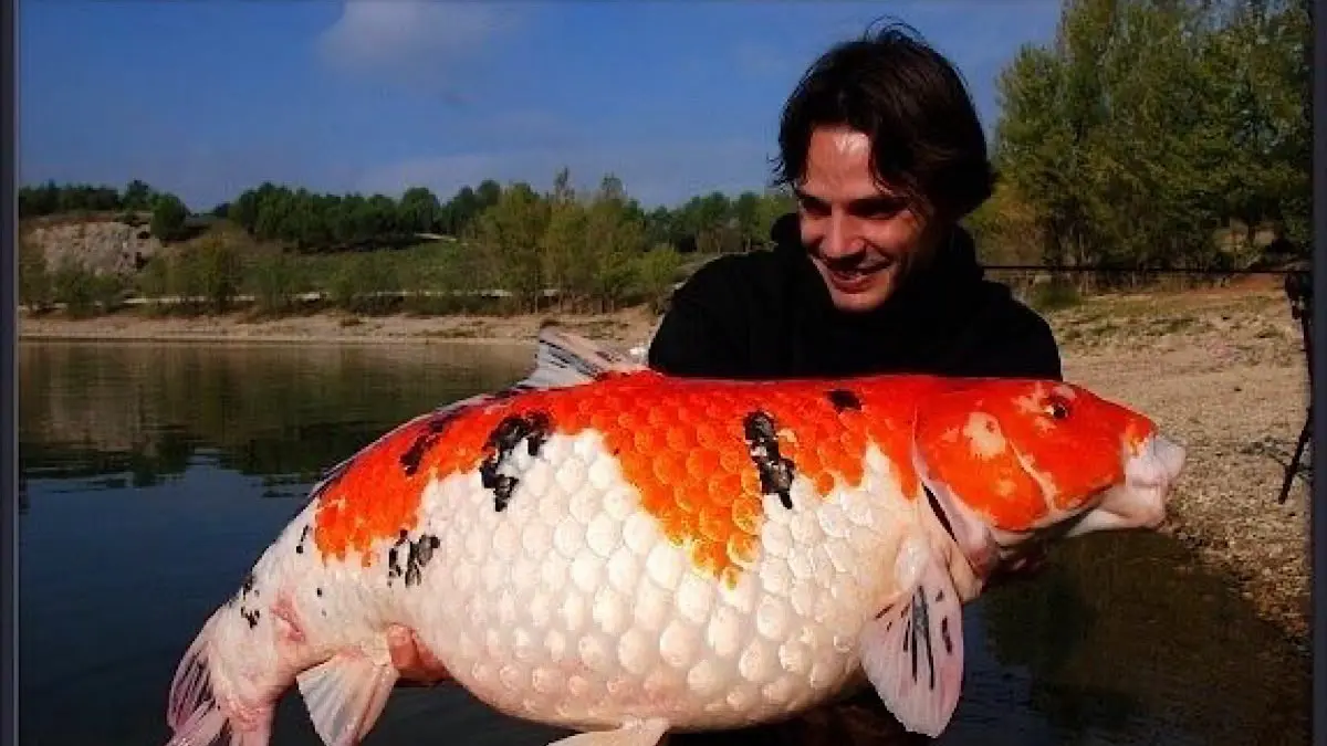 90Cek daftar harga ikan koi kualitas kontes di Isakoi Blitar. Diskon besar jenis Showa, Sanke, hingga varietas super jumbo 60 cm mulai dari 250 ribu.(pinterest)