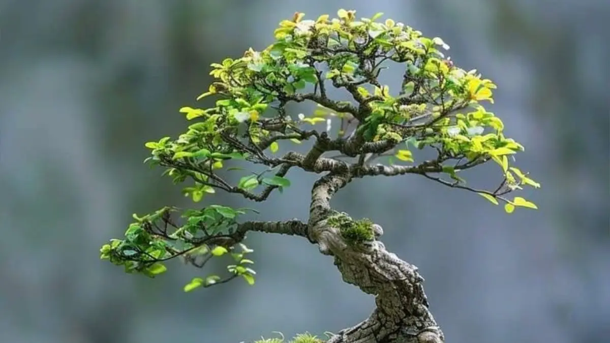 Berburu koleksi bonsai serut terbaru spek kontes di Tuban. Simak daftar harga bahan wacang, sancang, dan sianci berkarakter eksotis mulai 100 ribuan. (PINTEREST)