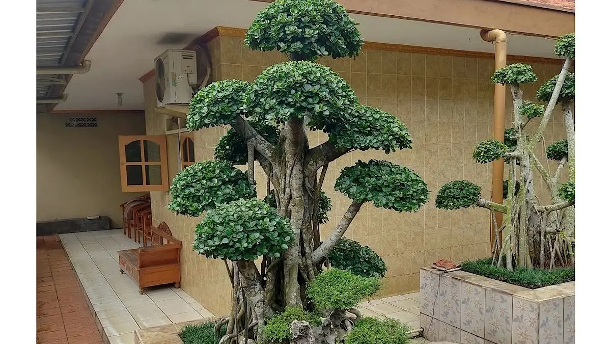 Bonsai santigi Bali seharga Rp1,5 miliar milik kolektor Jakarta tampil memukau di pameran Piala Presiden setelah dirawat intensif selama 15 tahun lamanya.(pinterest)