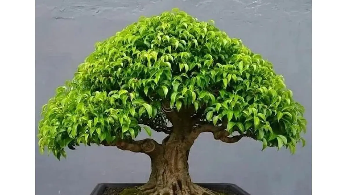 Cek daftar harga bonsai termahal di galeri Arta Bonsai Batu Malang yang sukses menembus angka Rp750 juta untuk jenis cemara sargenti kontes.(pinterest)