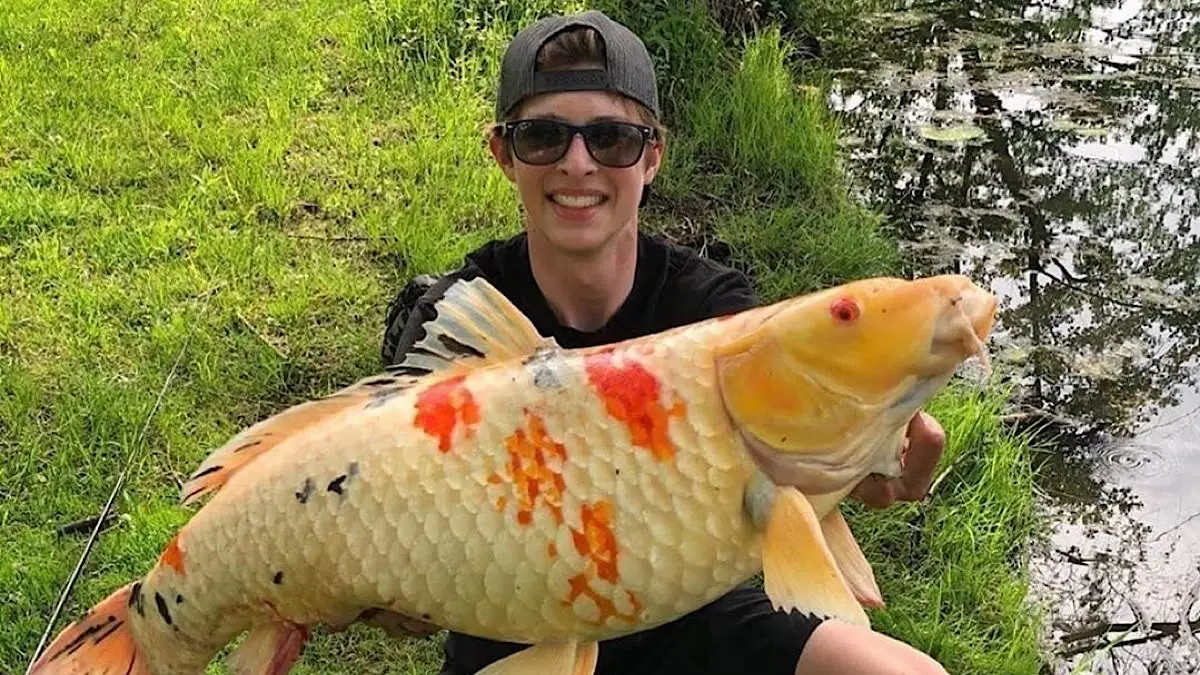 Cek daftar harga ikan koi kualitas gacoan di Karangsono Koi Farm Blitar. Diskon besar varietas Shiro Utsuri, Asagi, hingga Tancho super jumbo 61 cm.(pinterest)