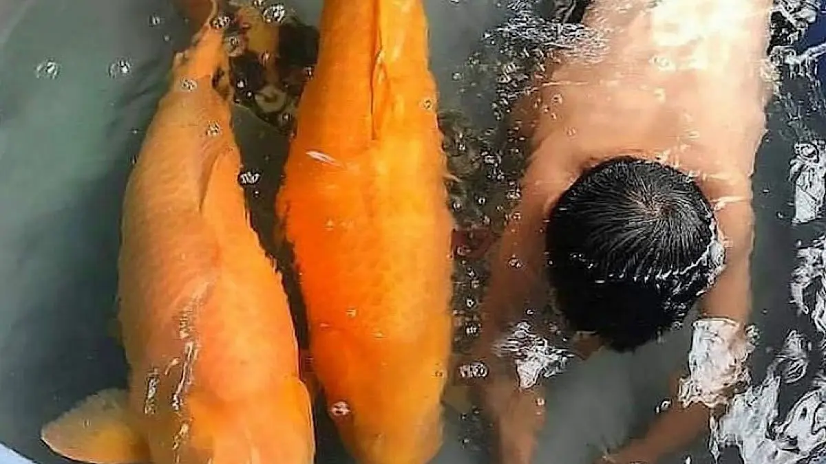 Cek harga ikan koi terbaru di Pasar Purwanegara Banjarnegara. Simak serbuan koi jumbo 50 cm dijual murah jelang Lebaran hingga info paket hemat 100 ribu.(pinterest)(pinterest)