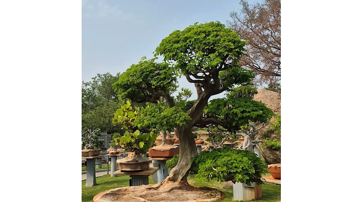 Pakar kenamaan Milton Chang bongkar cara membuat bonsai master legendaris dalam waktu cepat menggunakan metode potong ekstrem yang sangat mudah ditiru.(pinterest)